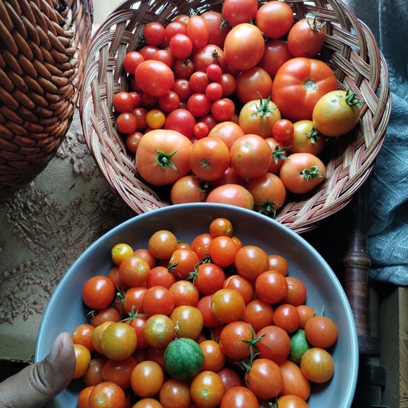 Garden seeds - Picture 2 of 2